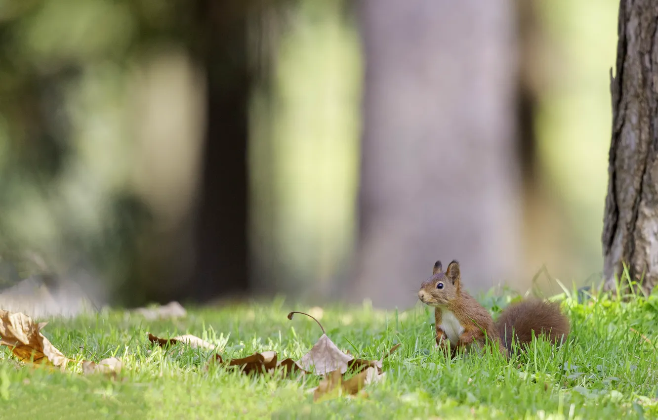 Photo wallpaper forest, glade, protein