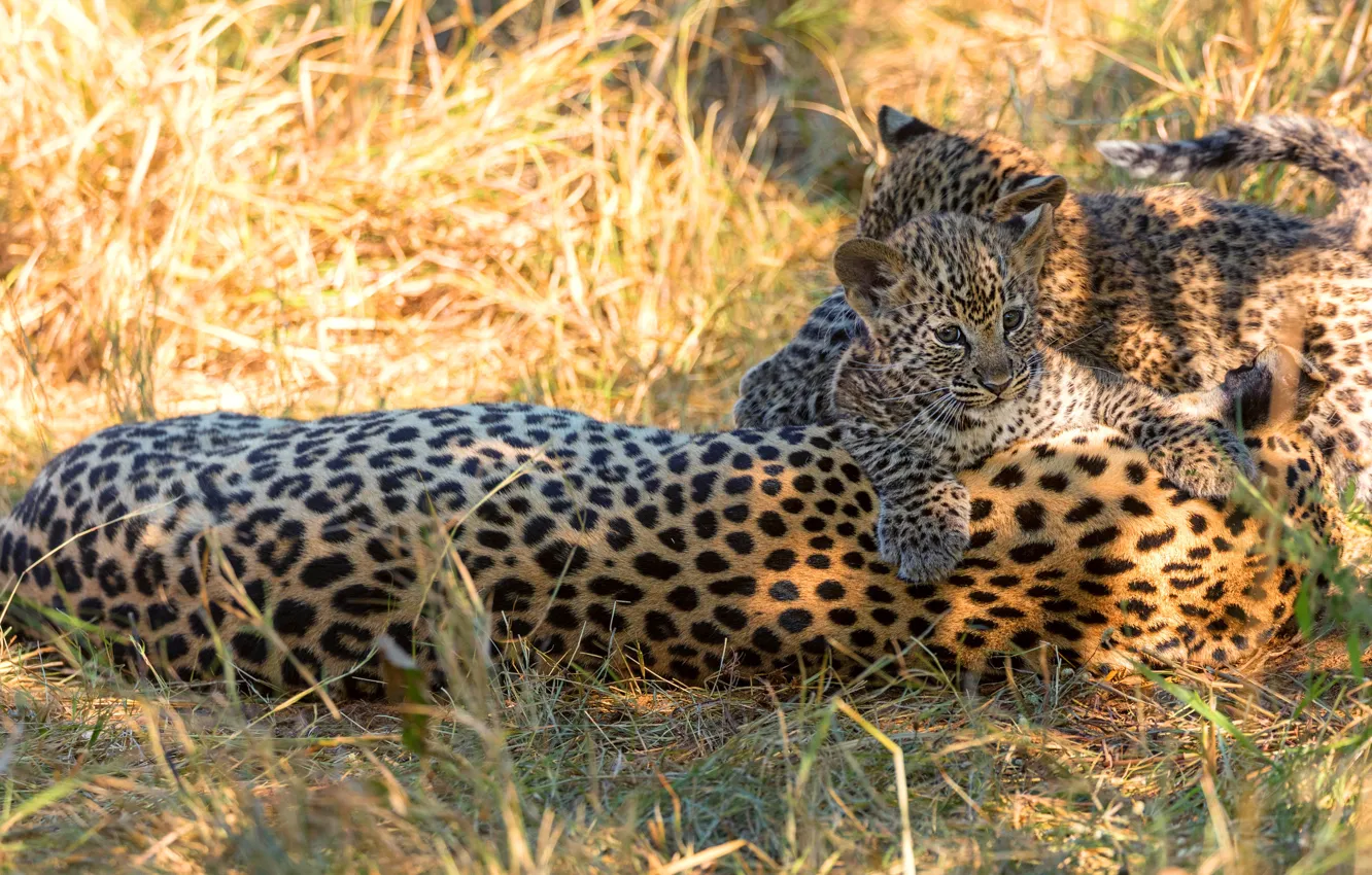 Photo wallpaper grass, light, glade, baby, leopard, cub, kitty, wild cats