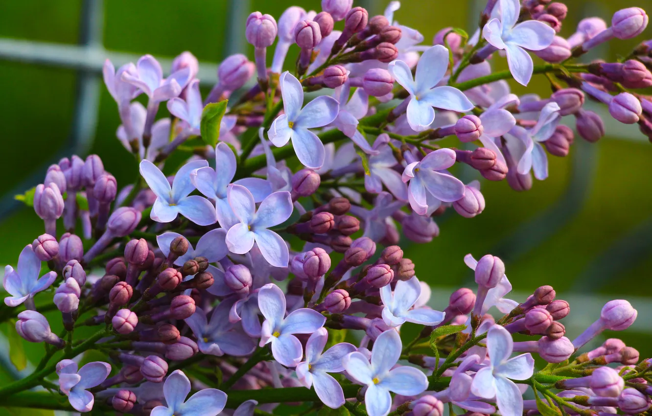 Photo wallpaper flower, spring, lilac