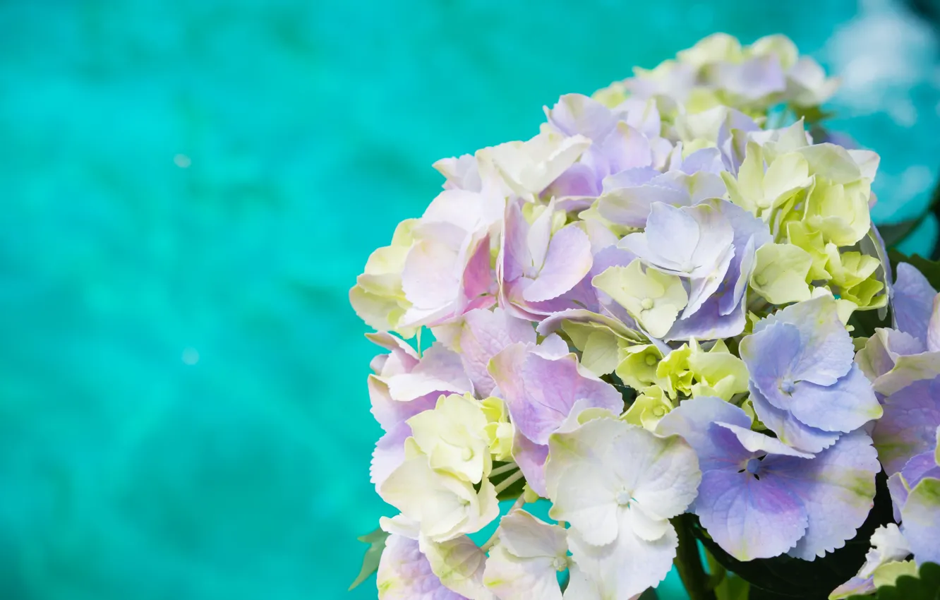 Photo wallpaper macro, flowers, hydrangea