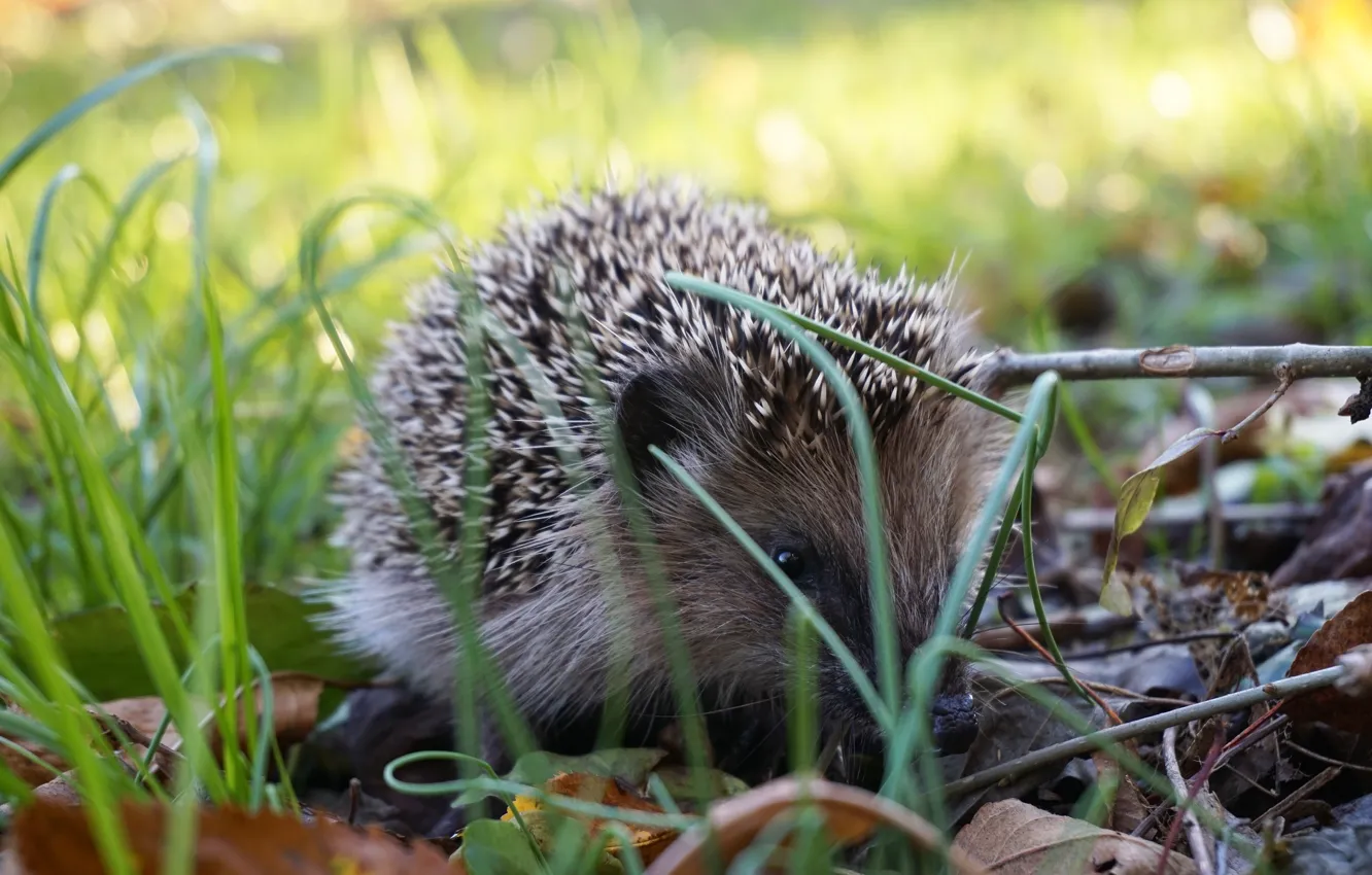 Photo wallpaper grass, nature, hedgehog, hedgehog