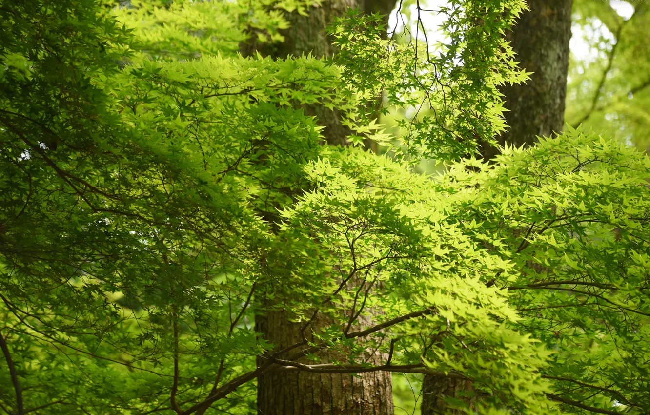 Photo wallpaper greens, the sun, trees, branches, Park, foliage, Japan, Kyoto