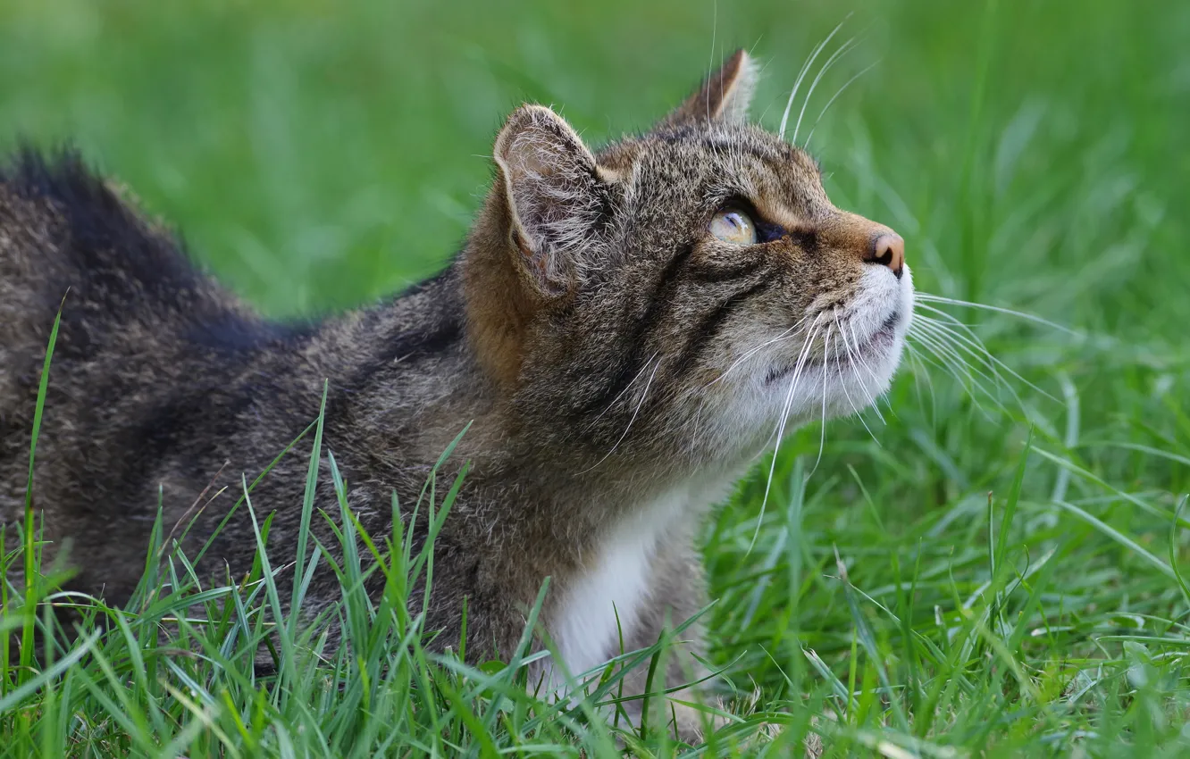 Photo wallpaper cat, grass, cat, face, portrait, wild cat, looking up