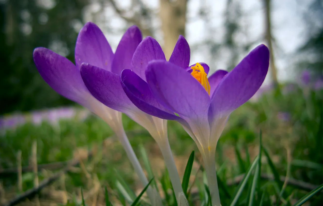 Photo wallpaper forest, grass, macro, glade, spring, blur, crocuses, lilac
