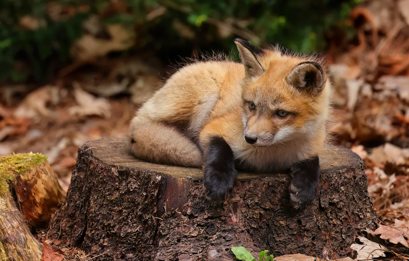 Photo wallpaper nature, stump, Fox, Fox