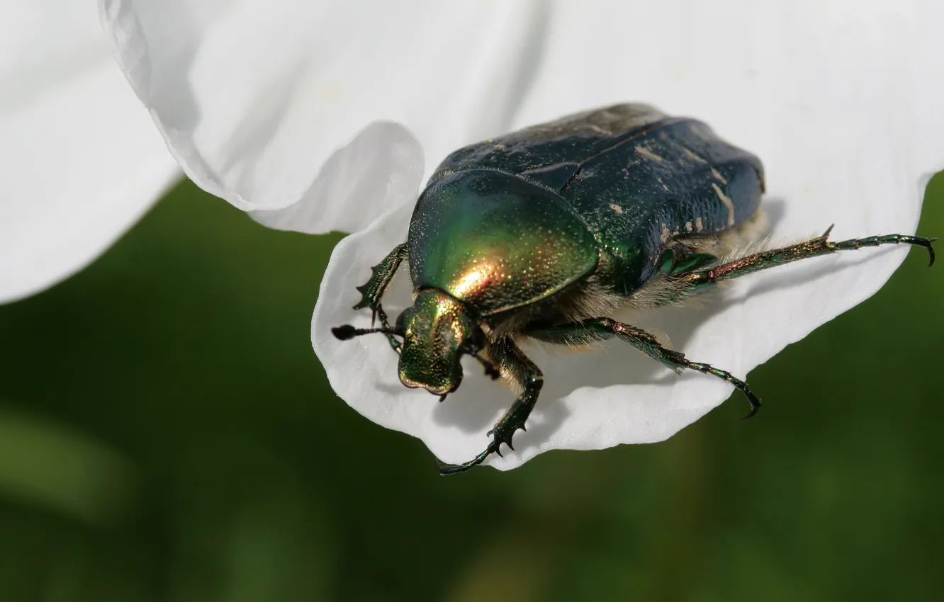 Photo wallpaper macro, beetle, insect