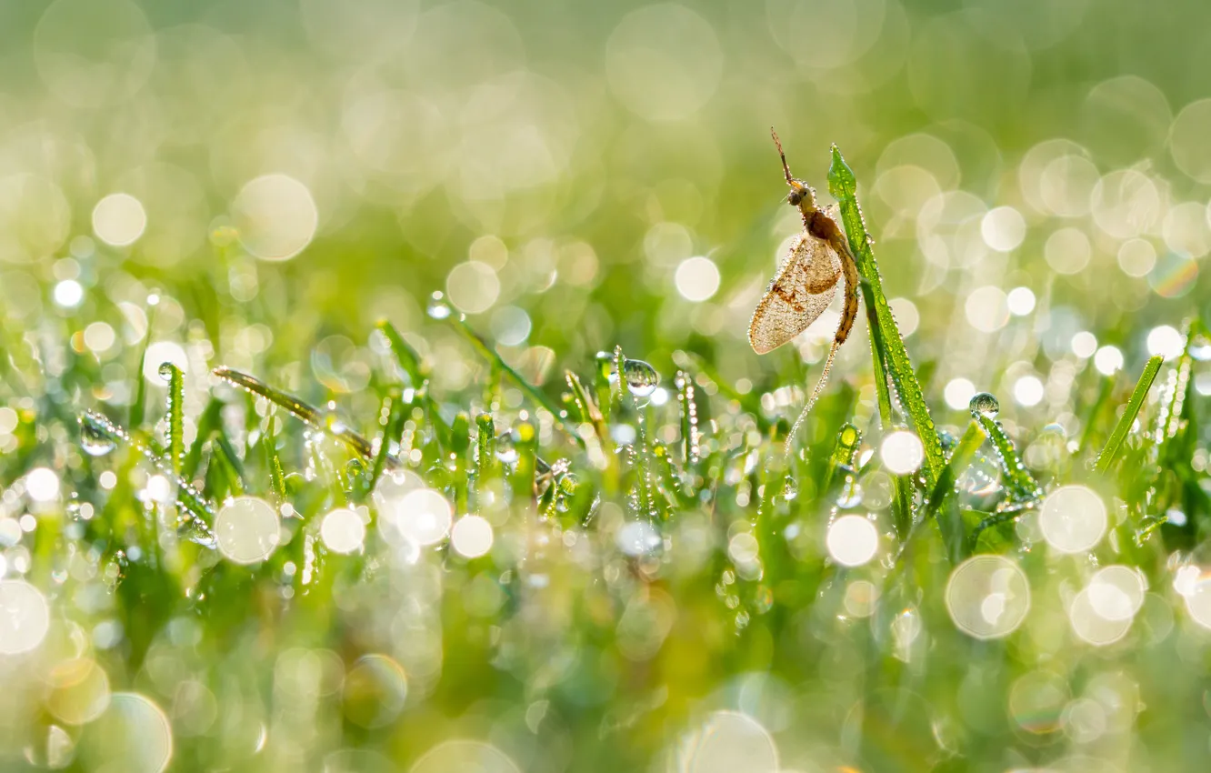 Photo wallpaper grass, drops, light, Rosa, glare, insect, mayfly