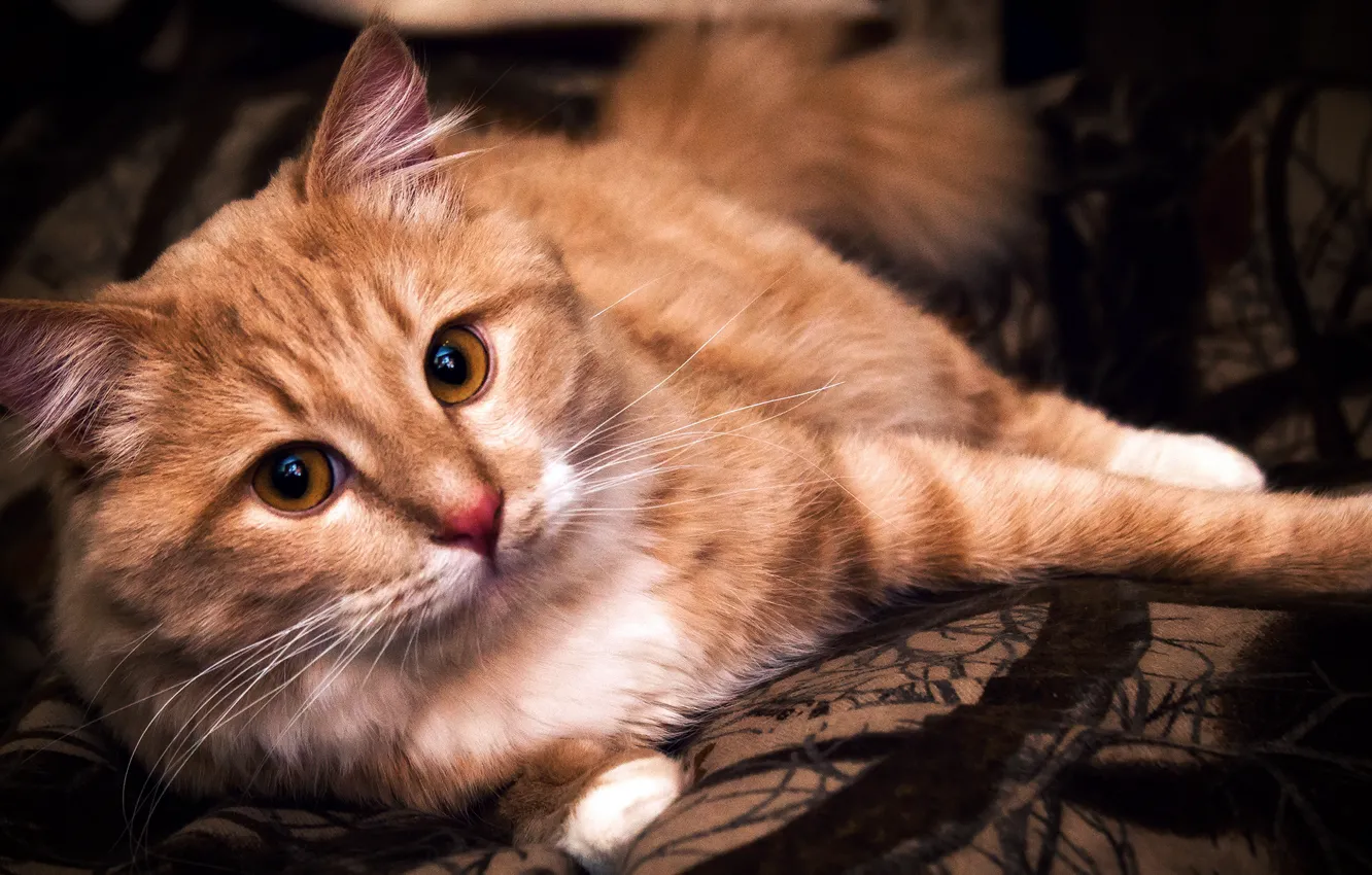 Photo wallpaper cat, lies, portrait, Wallpaper from lolita777, looks, Kote, photoshoot, cat