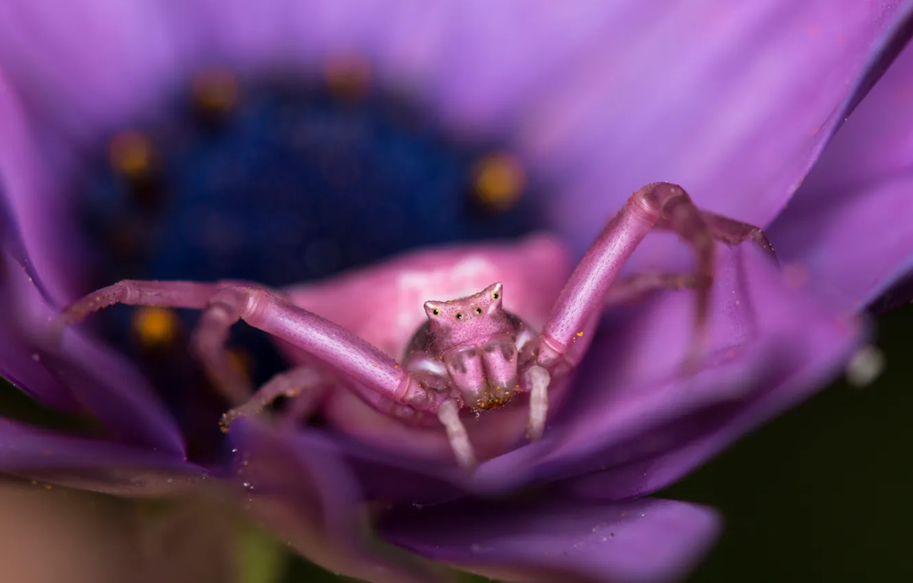 Photo wallpaper flower, macro, background, lilac, pink, spider