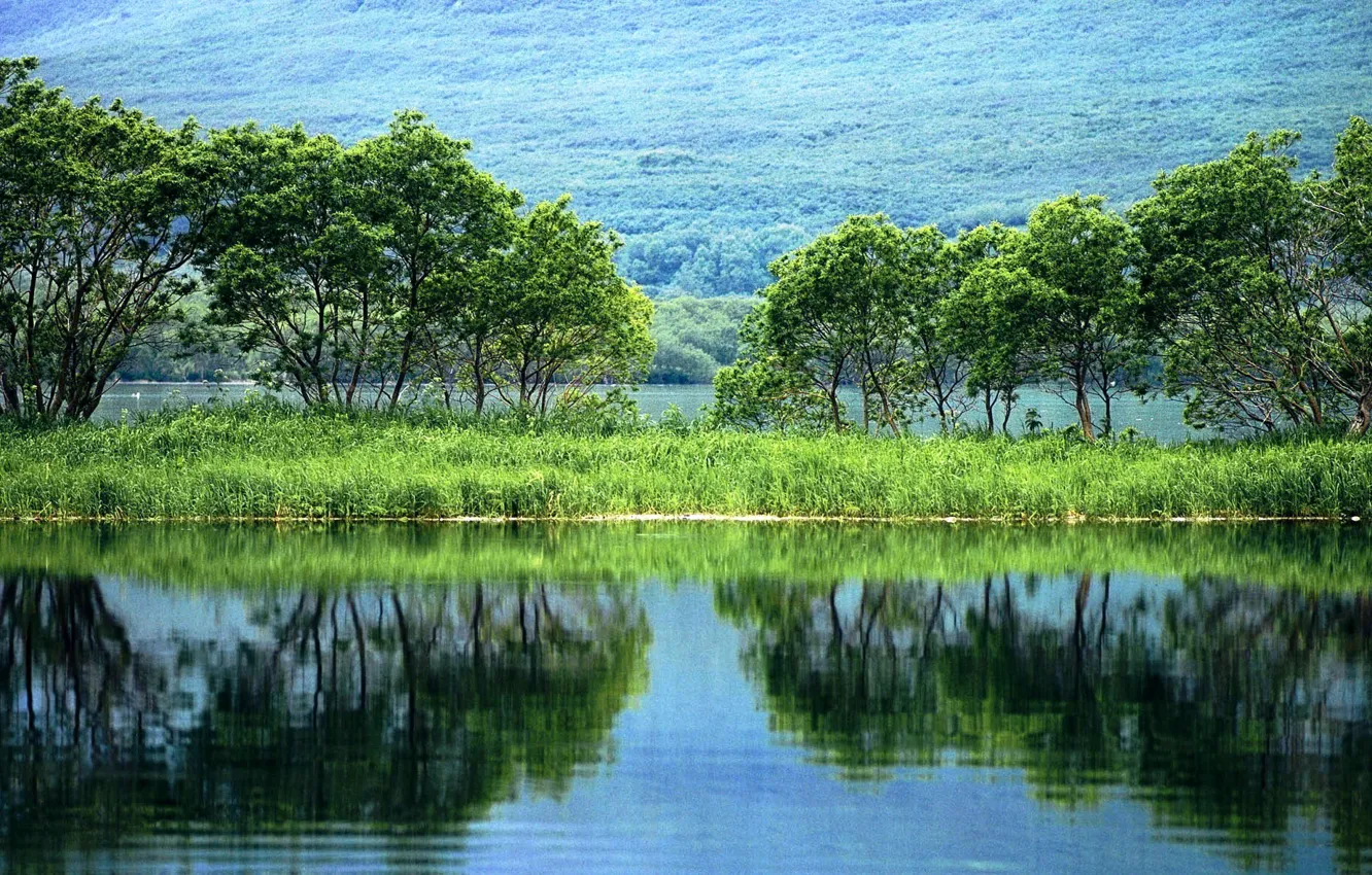 Photo wallpaper greens, water, trees, landscape, nature, reflection, plants