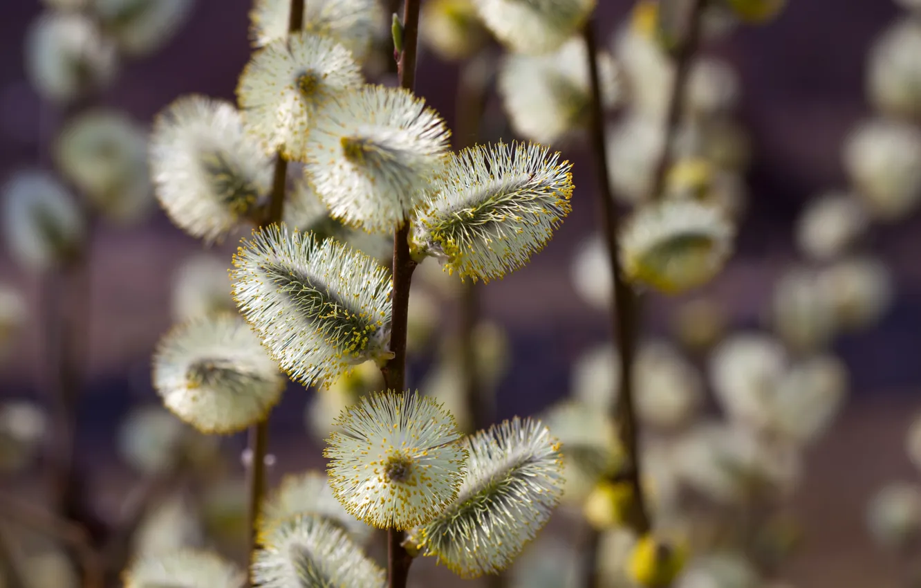 Photo wallpaper branches, nature, spring, flowering, Verba, IVA