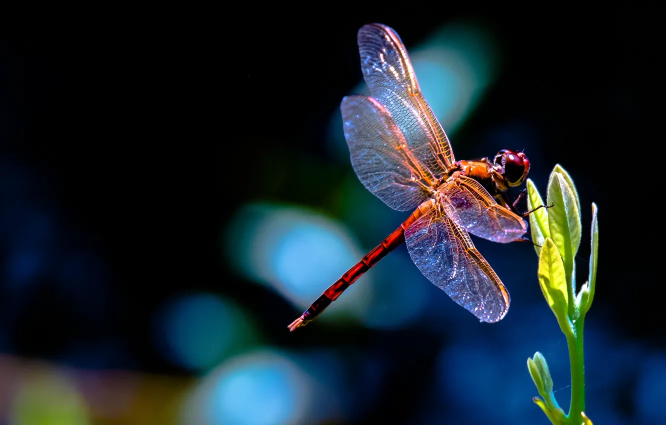 Photo wallpaper plant, Rostock, dragonfly, red, leaves