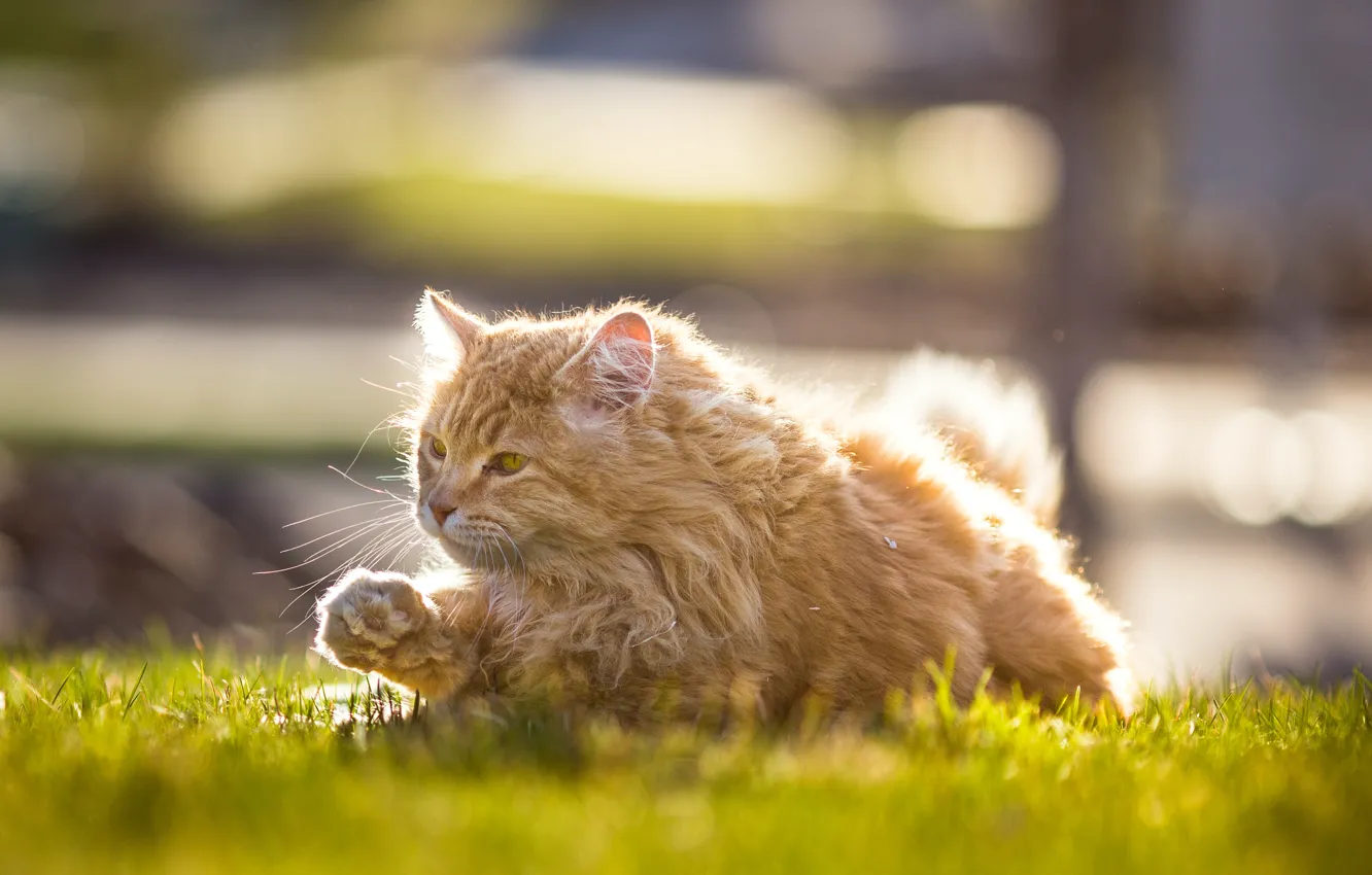 Photo wallpaper cat, red, red cat