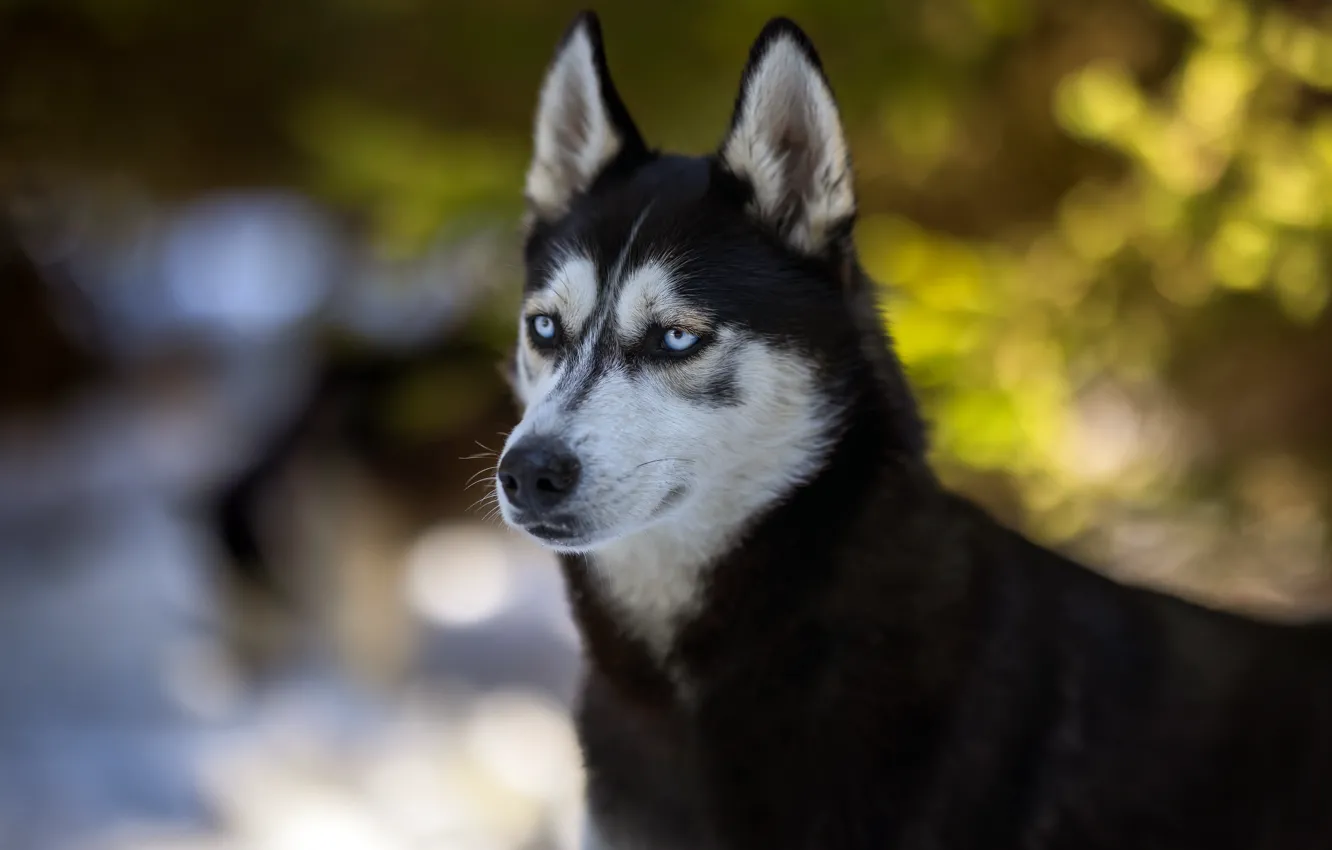 Photo wallpaper look, face, background, portrait, dog, husky