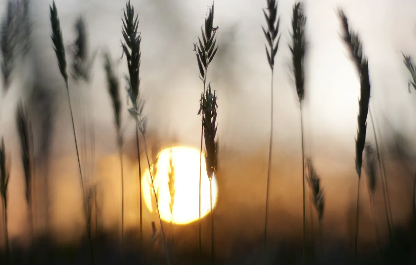 Photo wallpaper zakat, solnce, trava, koloski