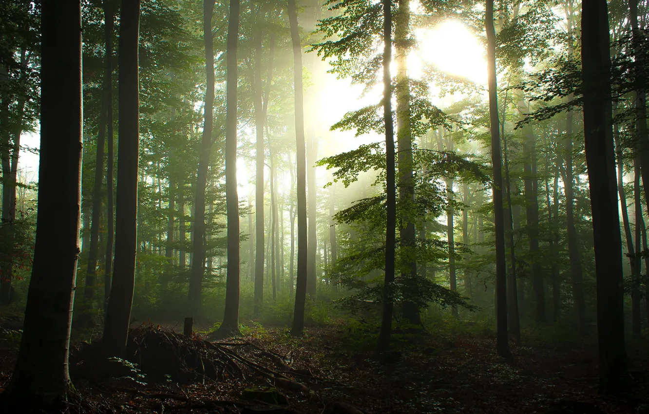 Photo wallpaper forest, light, nature, morning
