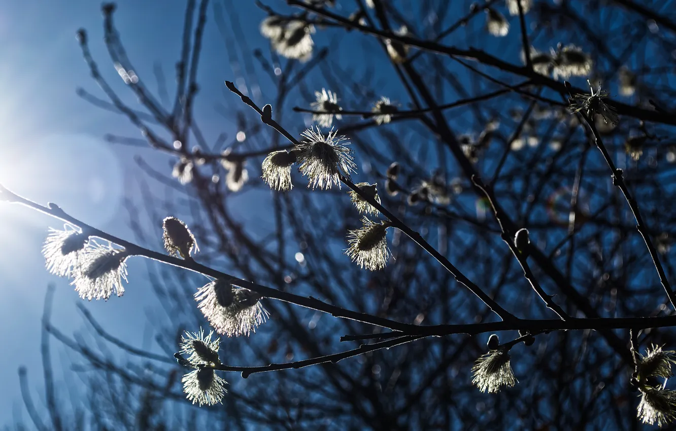 Photo wallpaper light, branches, spring, Verba