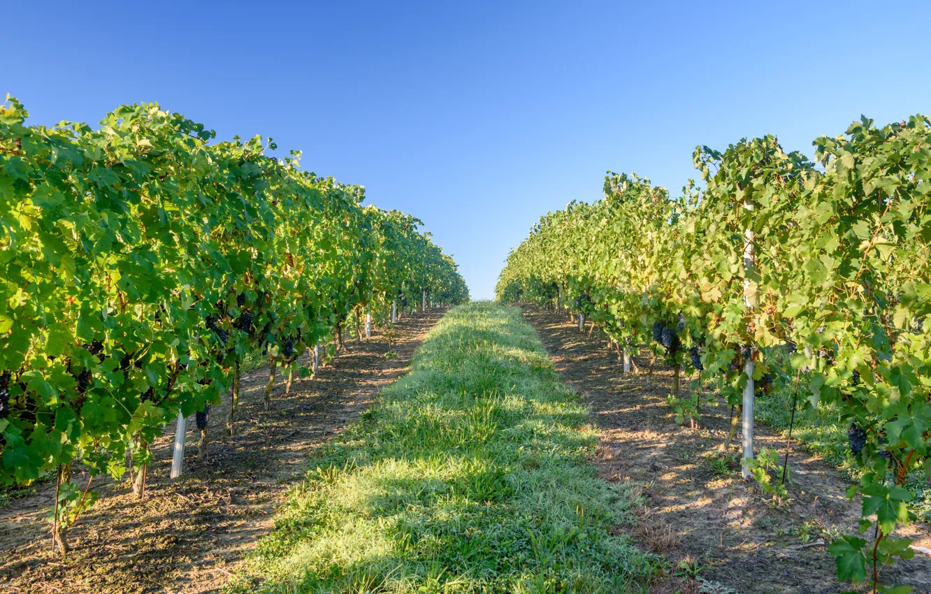 Photo wallpaper autumn, harvest, vineyard