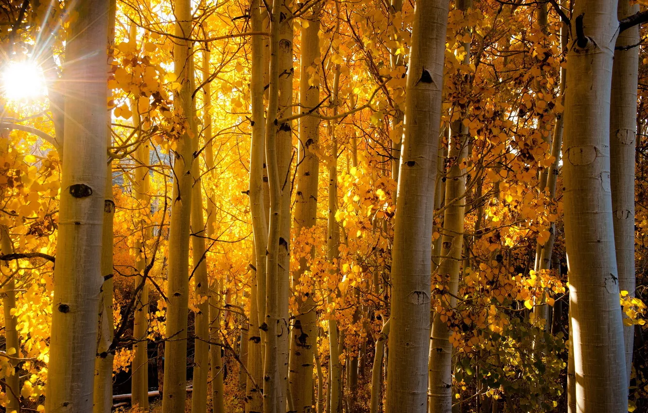 Photo wallpaper autumn, light, nature, birch