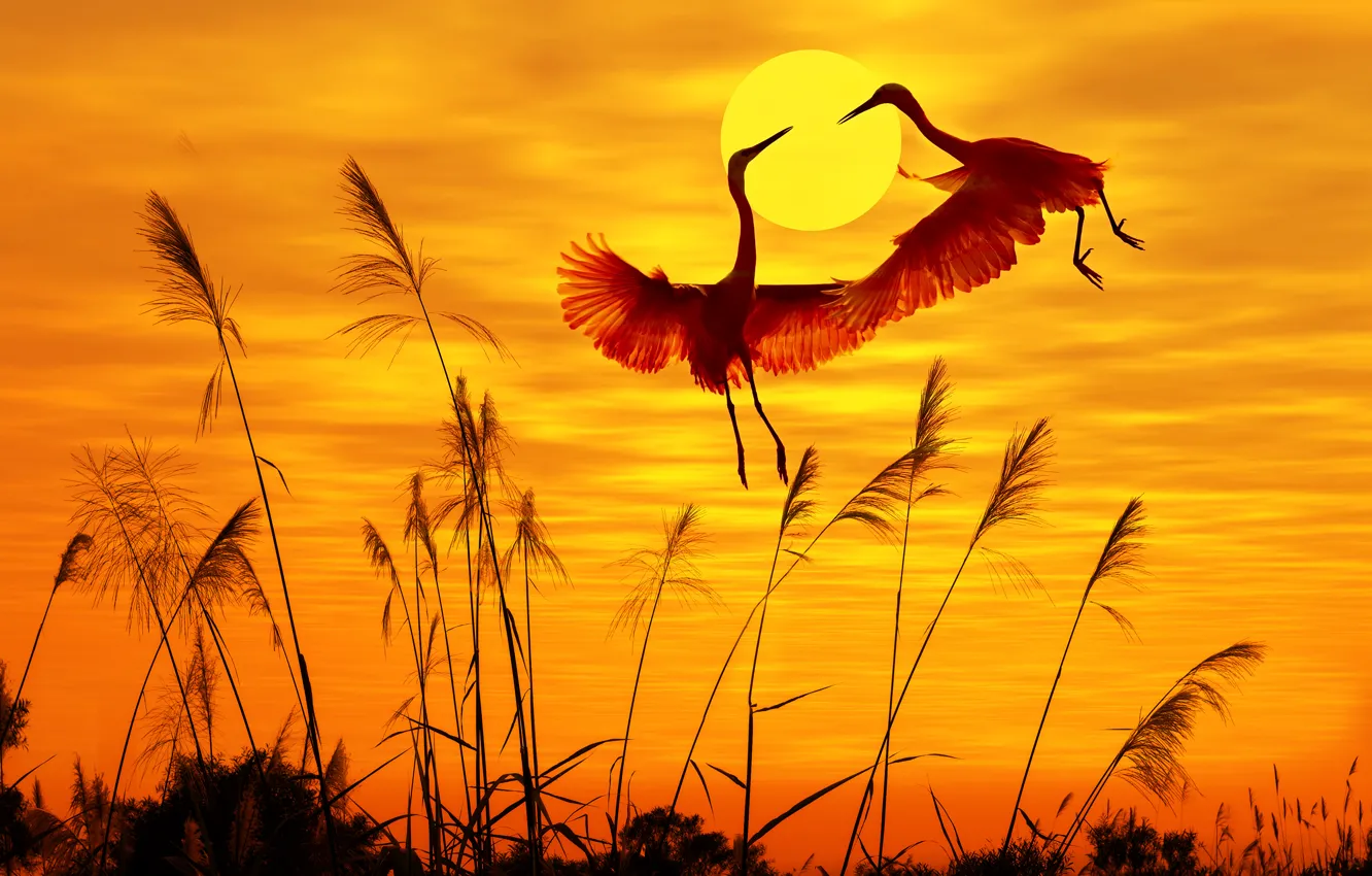 Photo wallpaper birds, birds, sunlight, sunlight, sunset sky, sunset sky, flying birds, flying birds