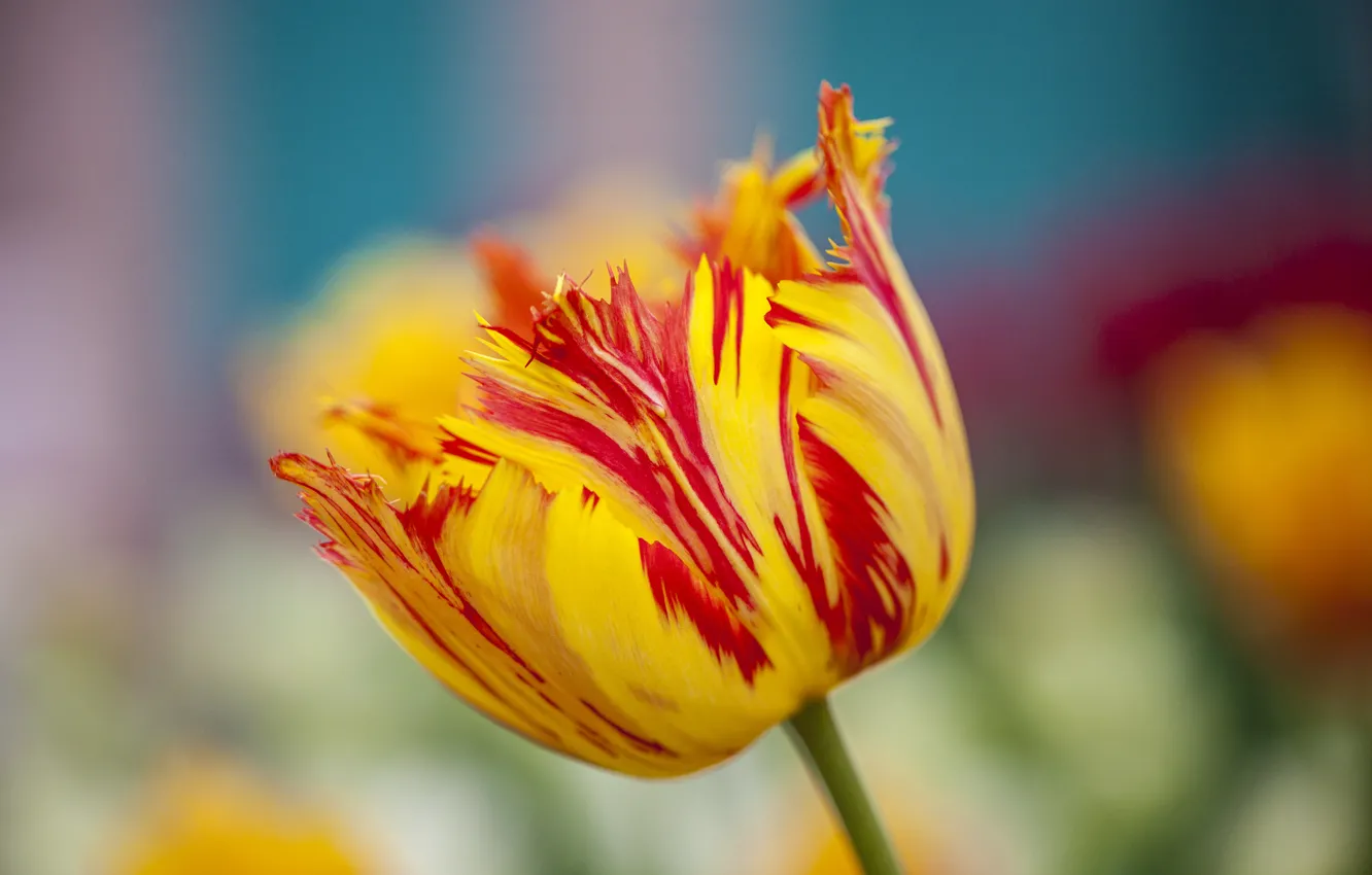 Photo wallpaper flowers, spring, tulips, yellow-red, Terry