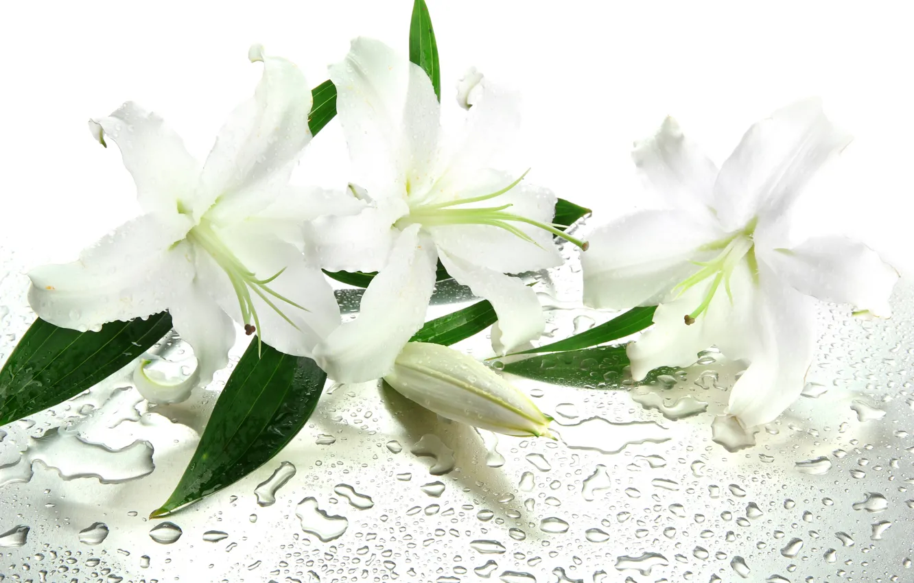 Photo wallpaper water, flowers, droplets, leaves, white lilies