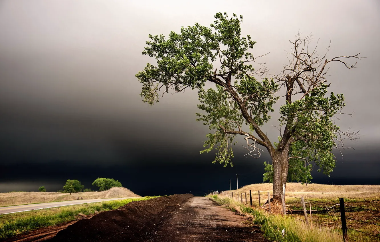 Photo wallpaper road, the sky, landscape, tree