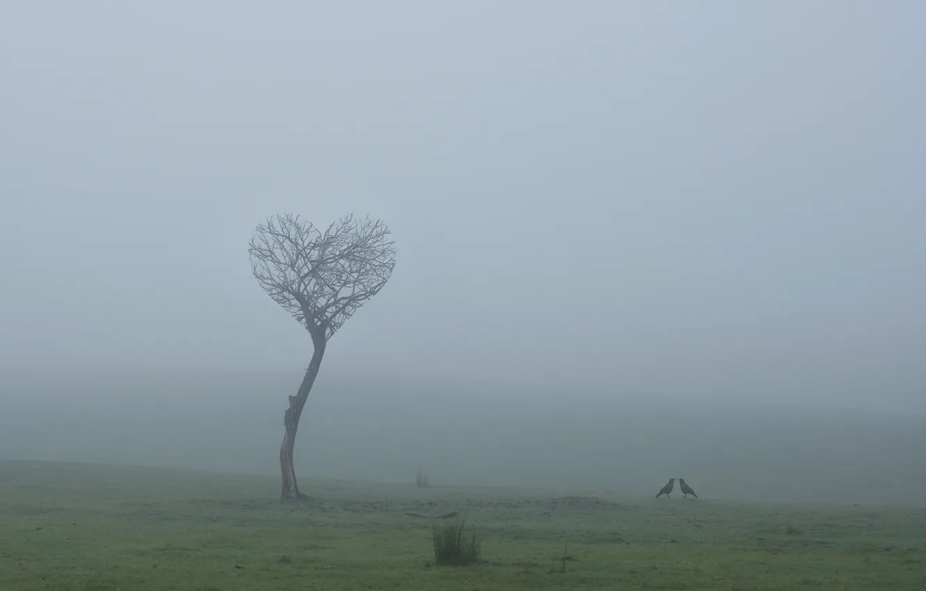 Photo wallpaper field, love, birds, fog, tree, love, field, tree