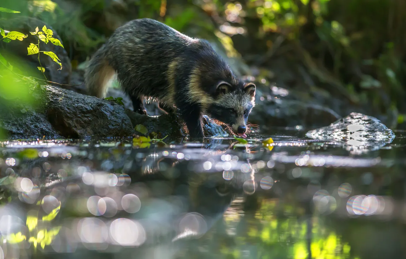 Photo wallpaper light, glare, stones, shore, raccoon, drink, pond, bokeh