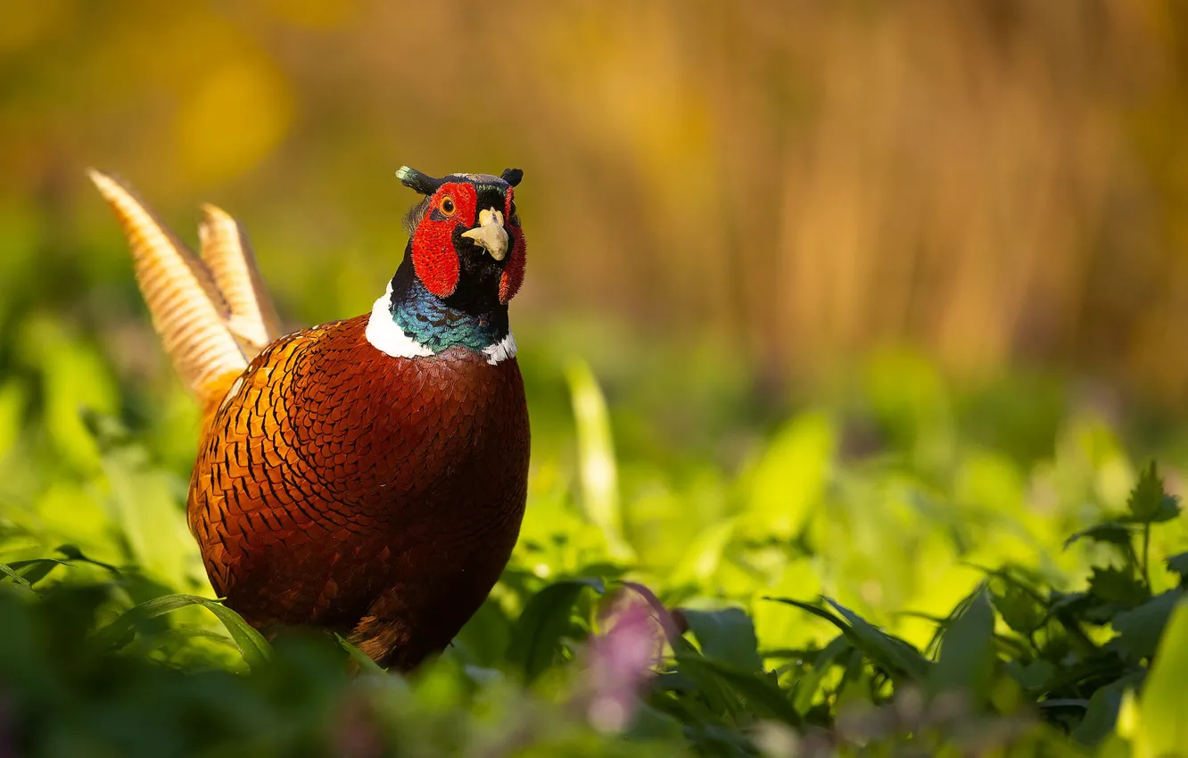 Photo wallpaper light, nature, bird, glade, pheasant