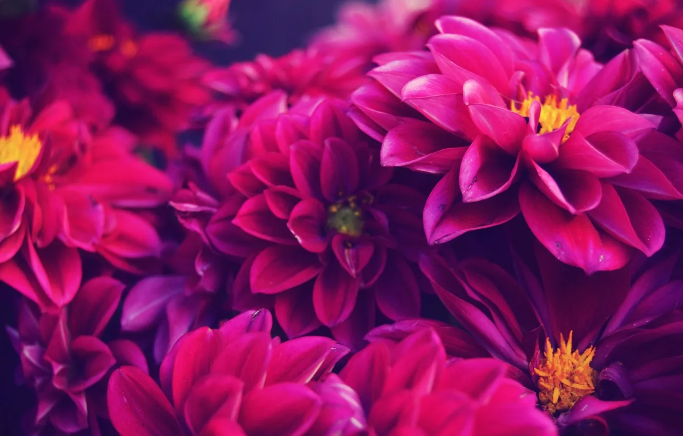 Photo wallpaper macro, petals, dahlias