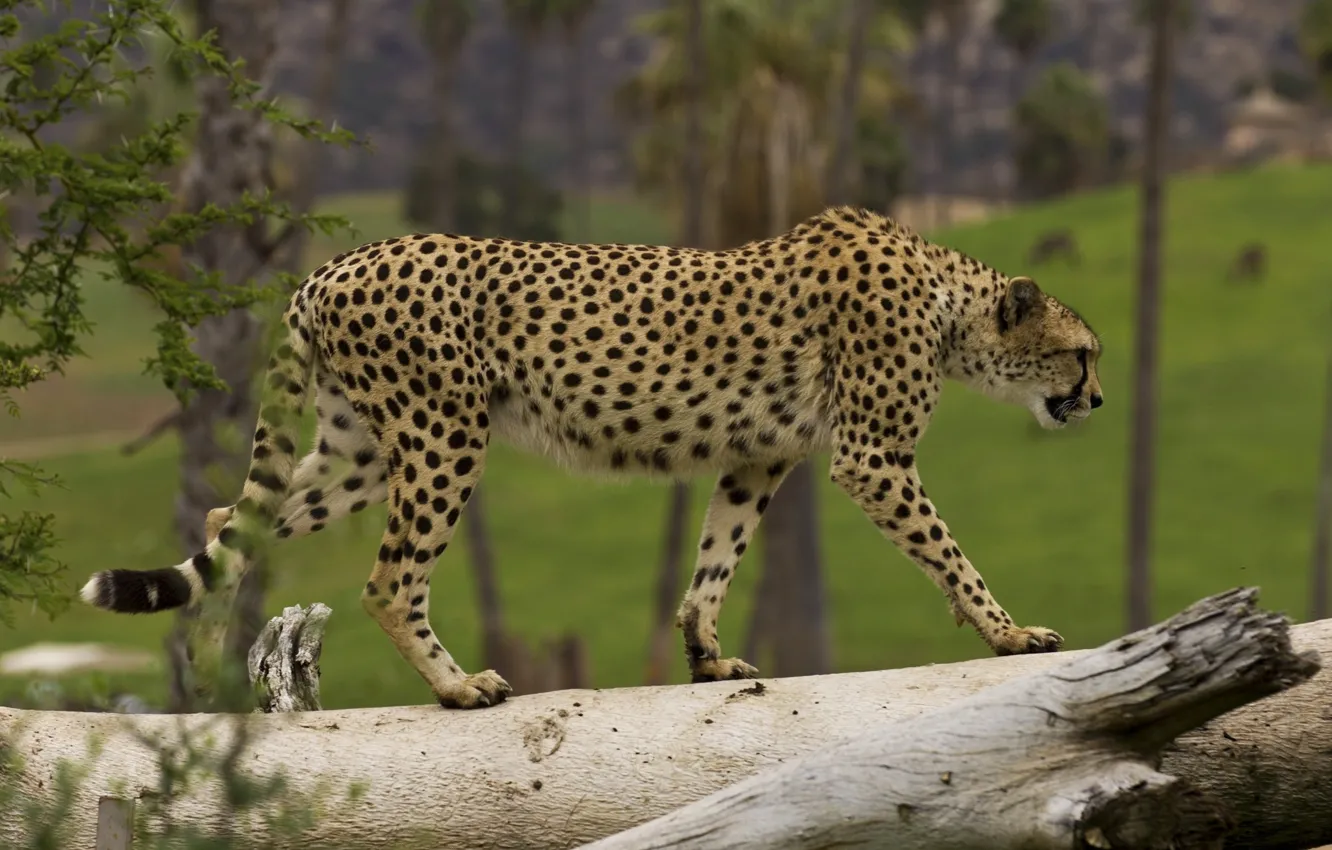 Photo wallpaper predator, Cheetah, grace, wild cat, is
