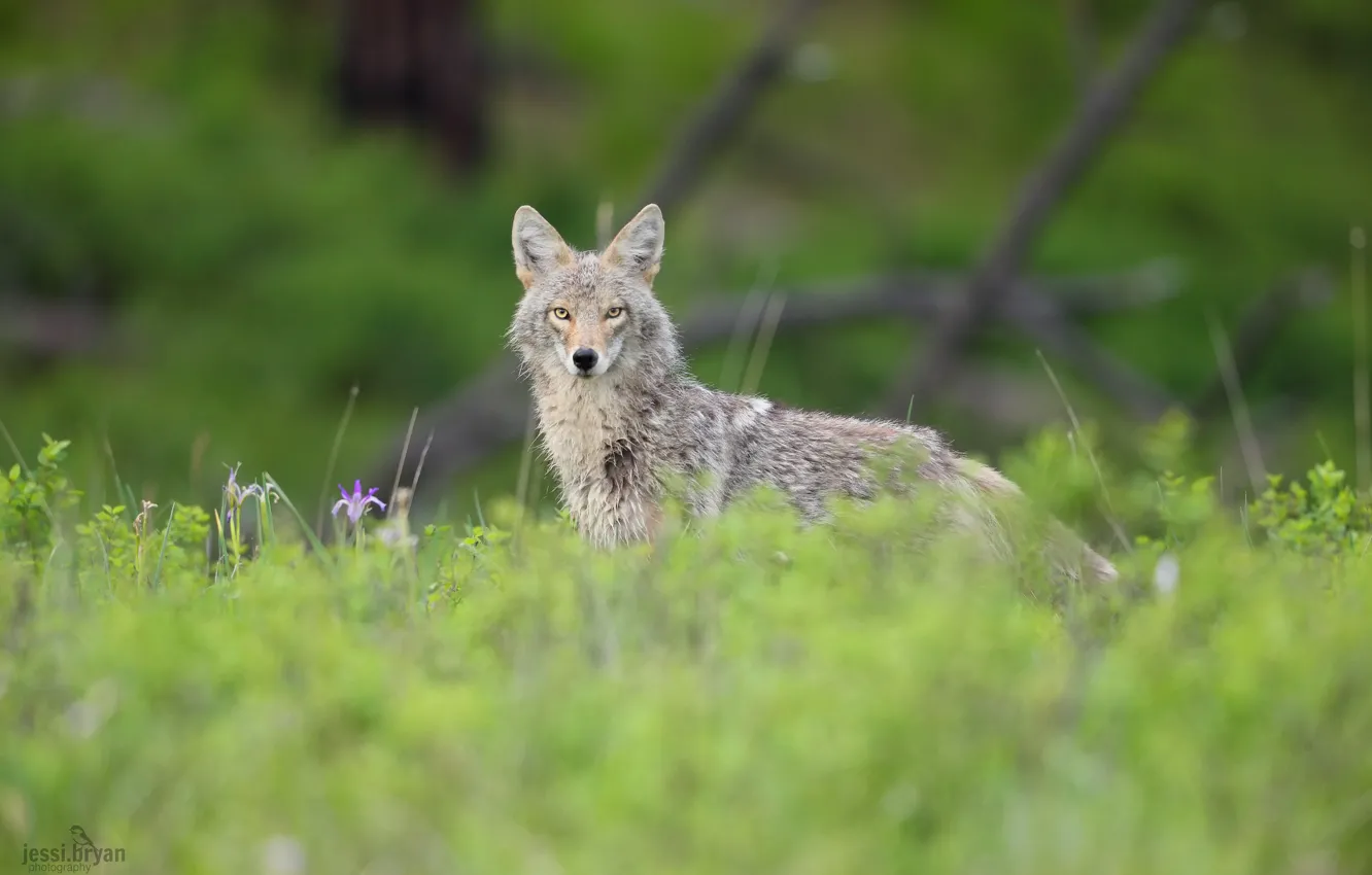 Photo wallpaper grass, look, animal, predator, coyote