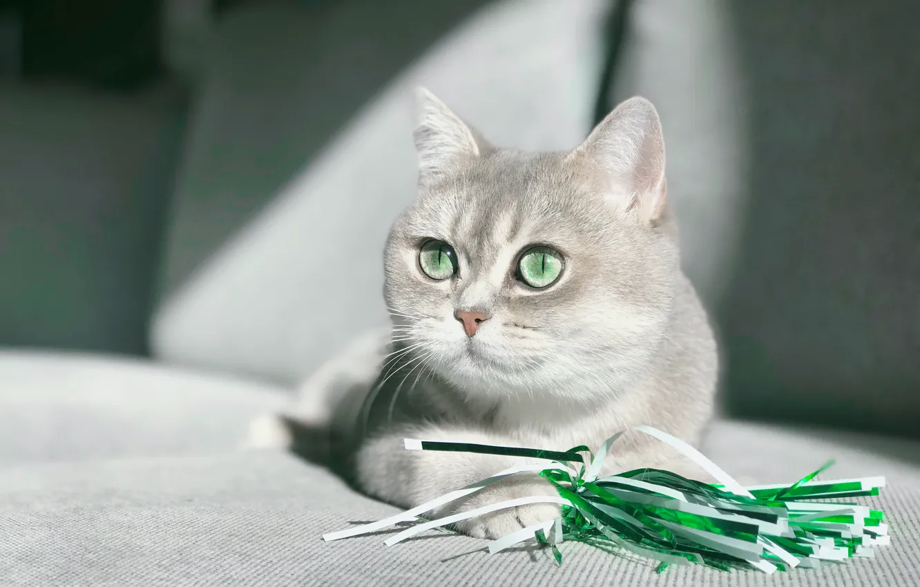 Photo wallpaper cat, cat, look, light, pose, grey, toy, portrait