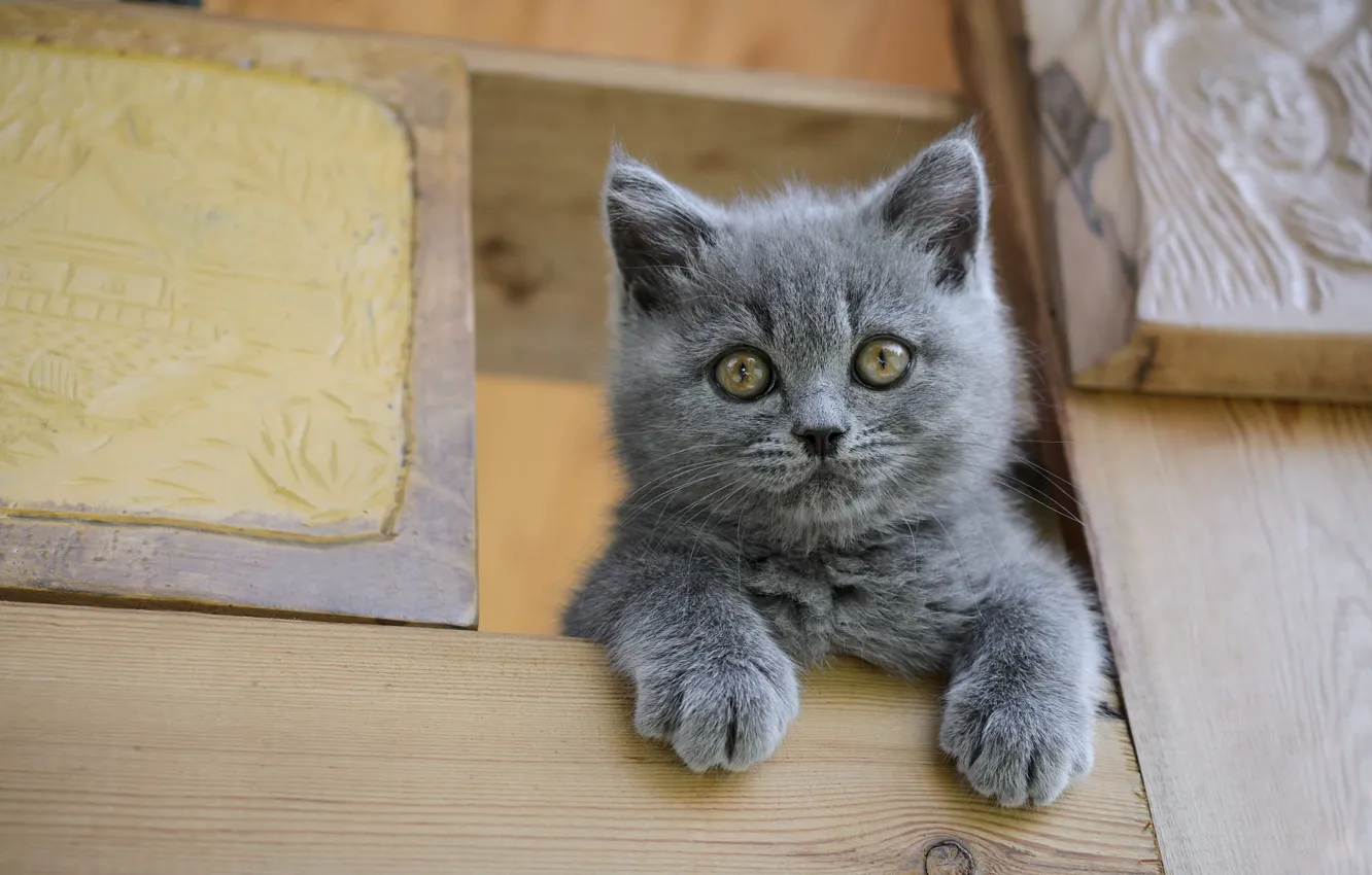 Photo wallpaper cat, look, kitty, grey, portrait, legs, baby, shelf
