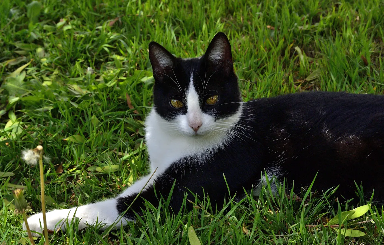 Photo wallpaper cat, grass, cat, look, lies, black and white