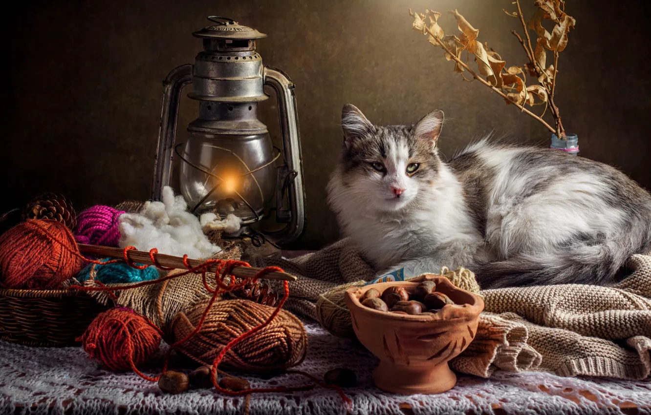 Photo wallpaper autumn, cat, cat, look, light, branches, tangle, comfort