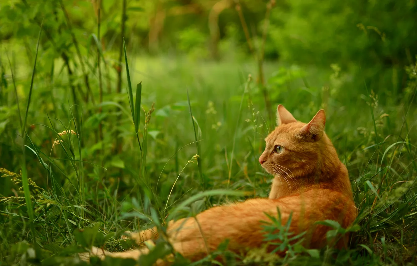 Photo wallpaper grass, cat, stay, red