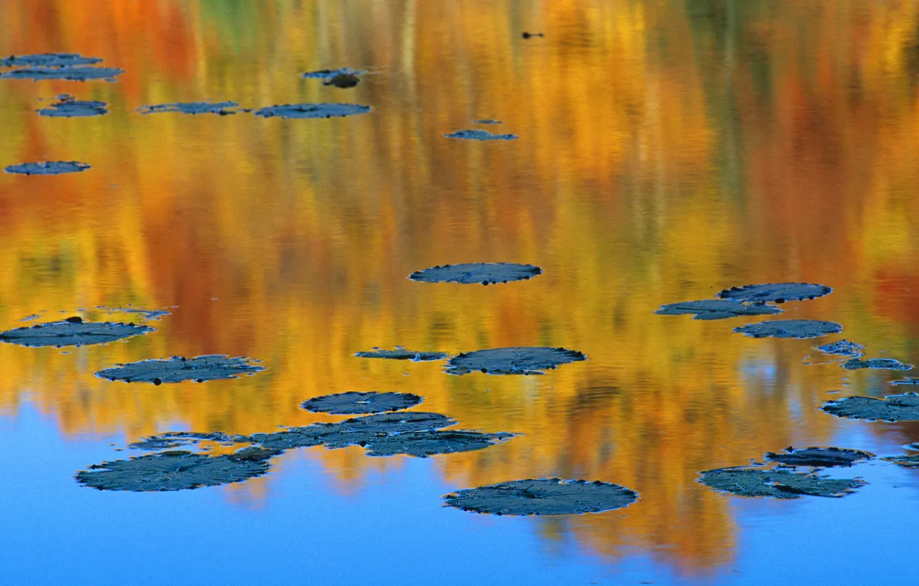 Photo wallpaper autumn, pond, reflection, Canada, water lilies, QC