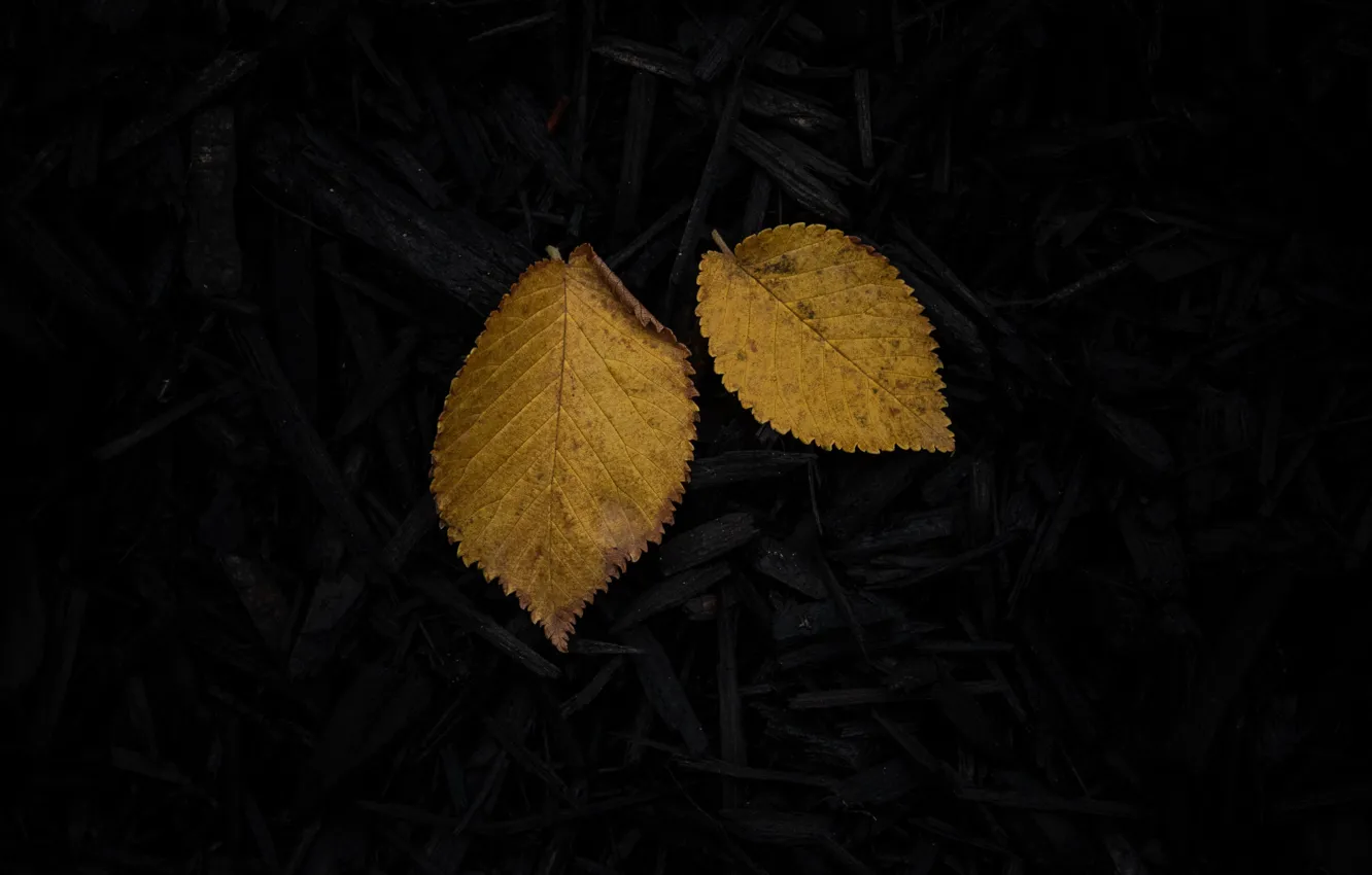 Photo wallpaper leaves, black, wood, yellow