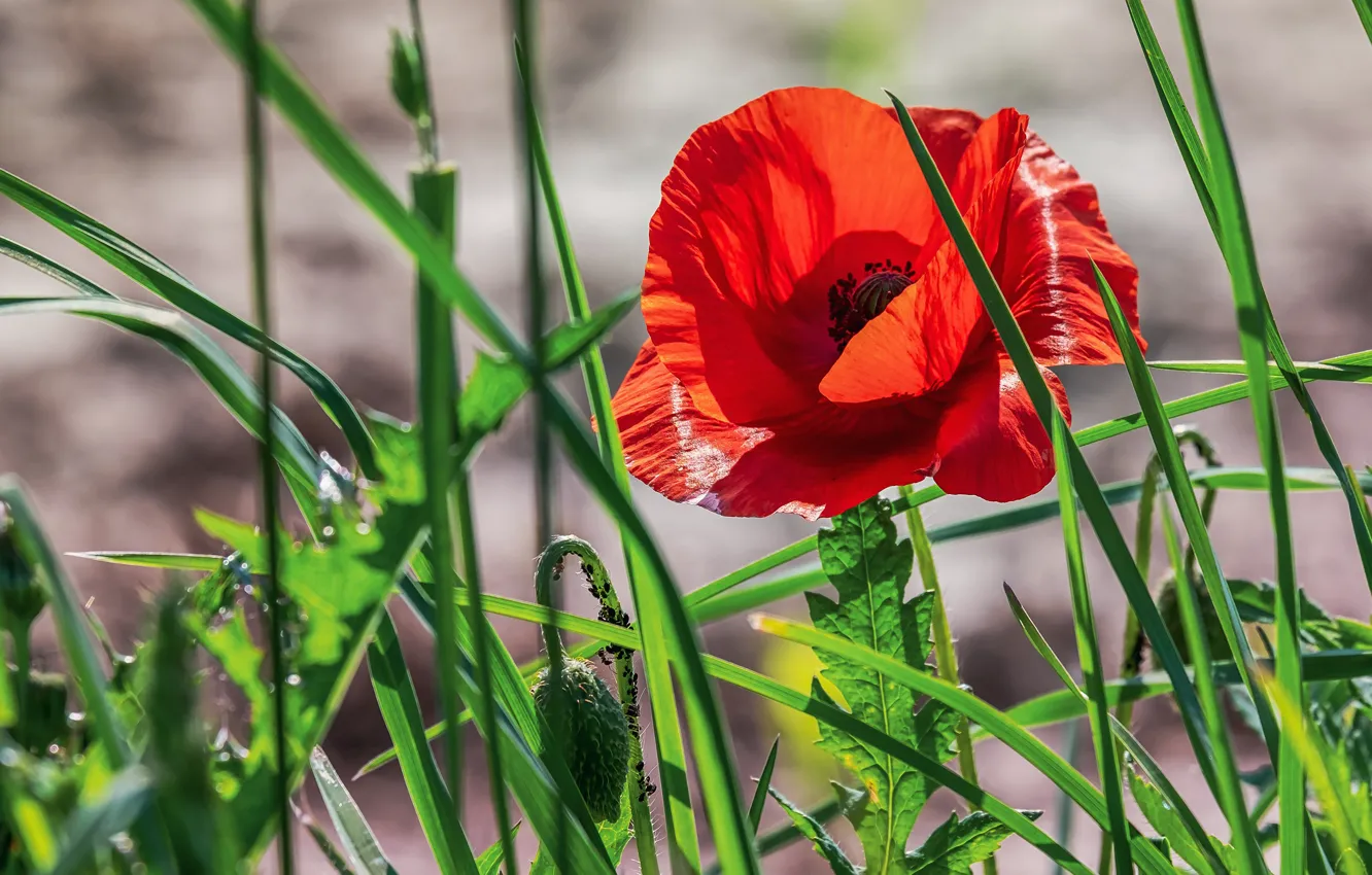 Photo wallpaper greens, summer, grass, leaves, light, flowers, red, background
