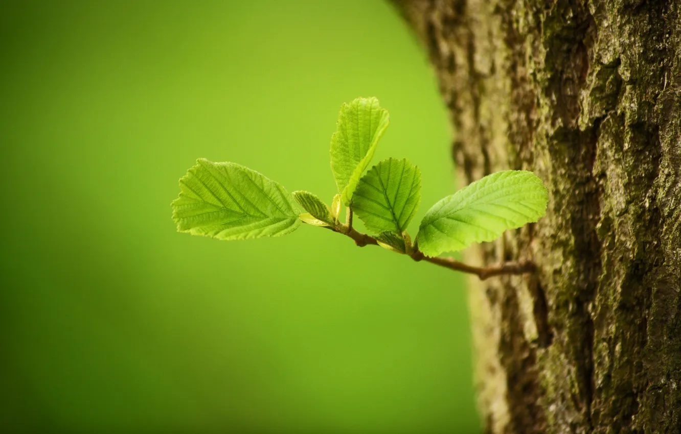 Photo wallpaper leaves, macro, tree, bark