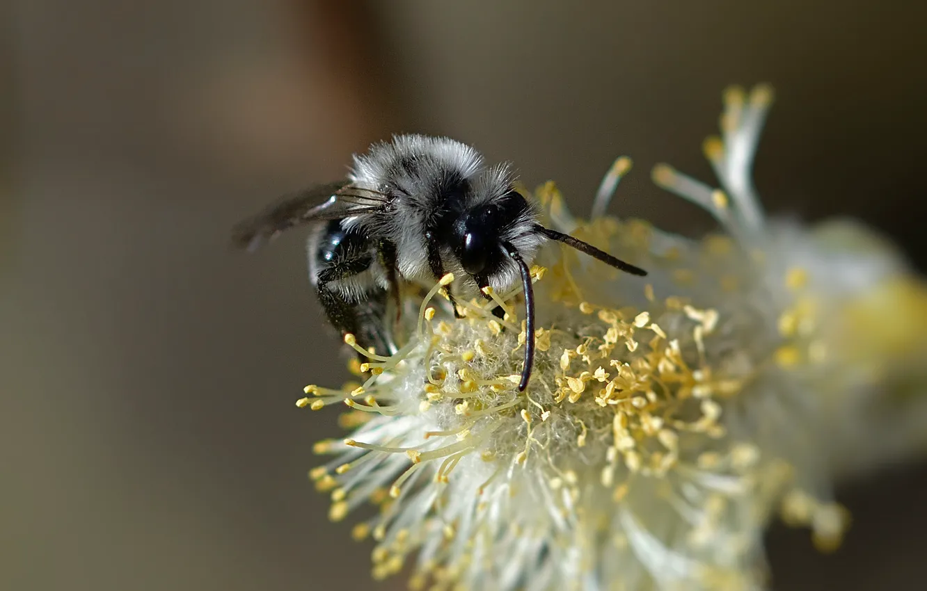 Photo wallpaper macro, light, bee, pollen, black, OSA, stamens, Verba