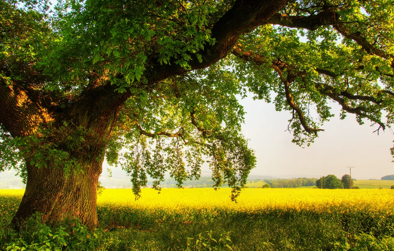 Photo wallpaper field, summer, nature, tree, oak