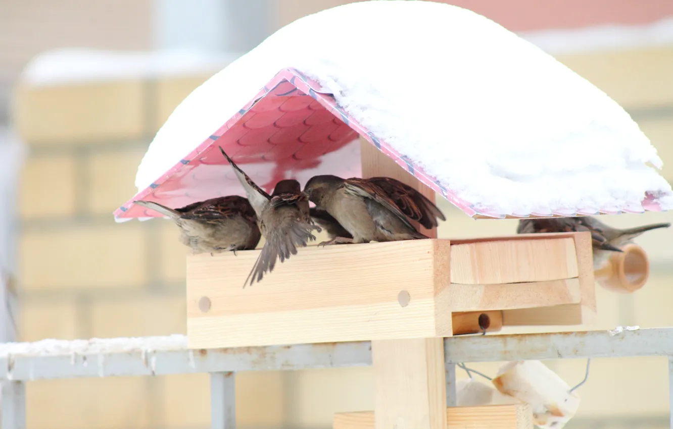 Photo wallpaper winter, bird, Sparrow, feeder, Discord