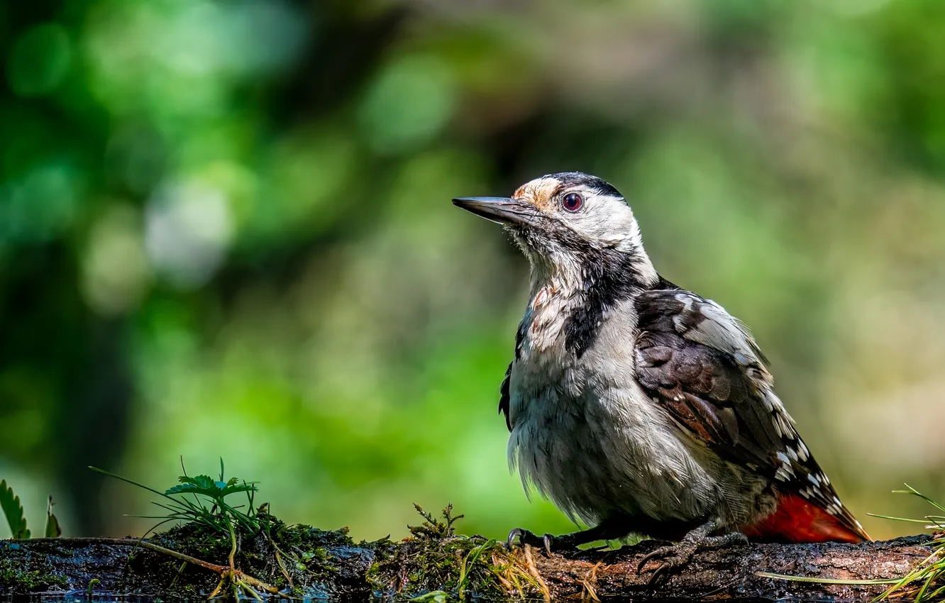 Photo wallpaper water, bird, woodpecker