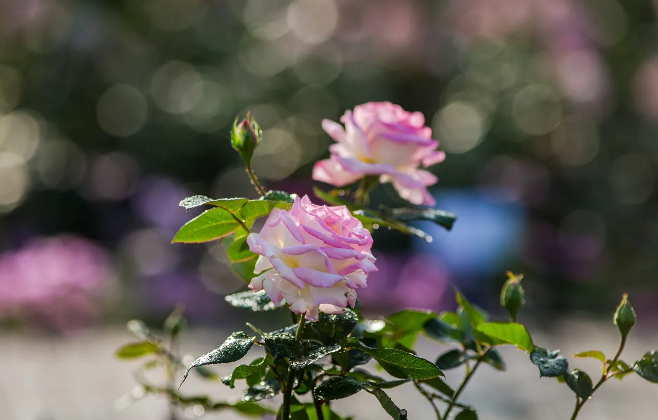 Photo wallpaper macro, roses, bokeh