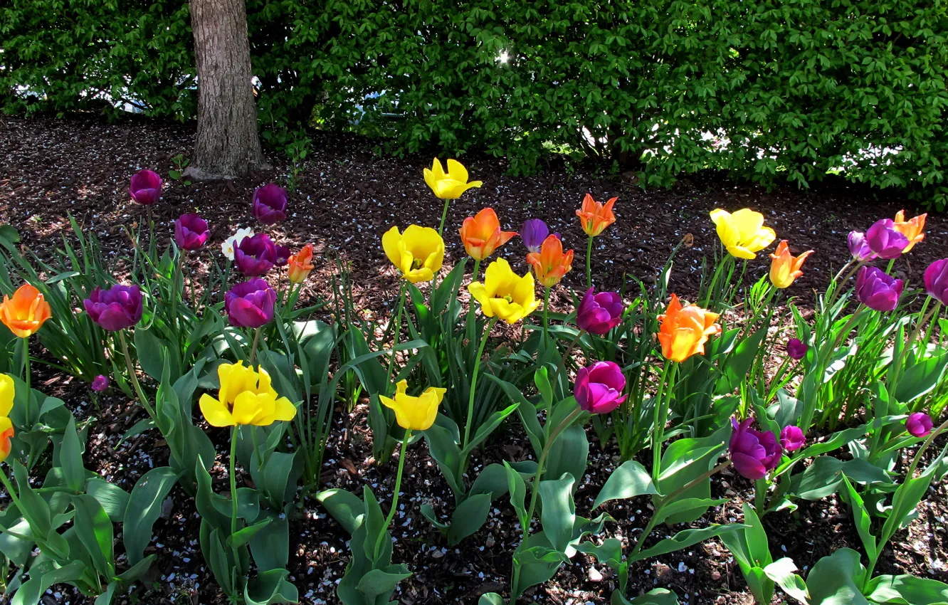 Photo wallpaper colors, spring, tulips, tulips, spring