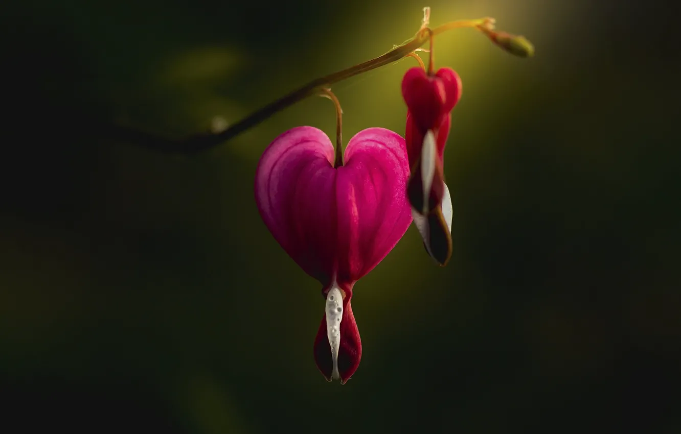 Photo wallpaper light, flowers, branches, the dark background