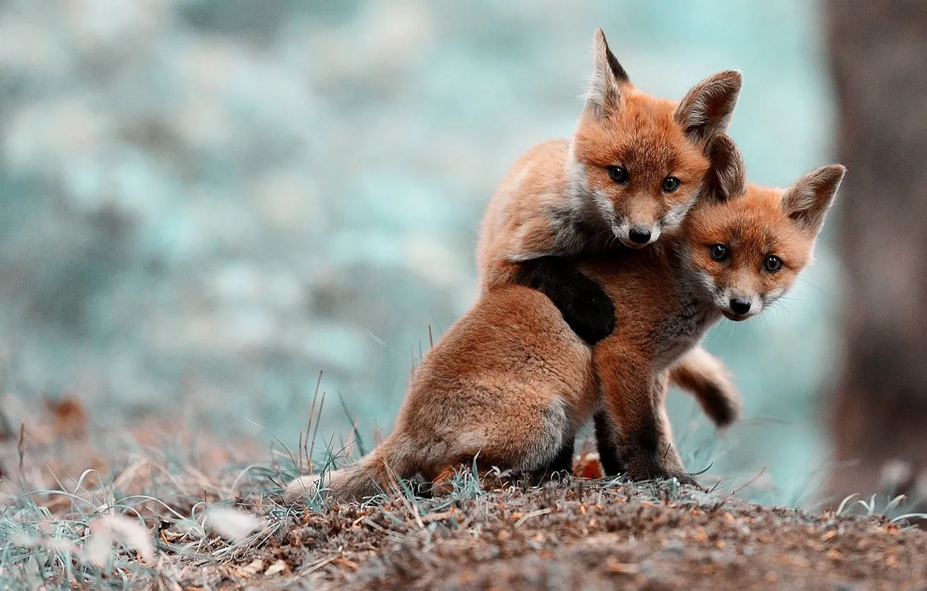 Photo wallpaper puppy, animal, funny, faces, foxes, two brown